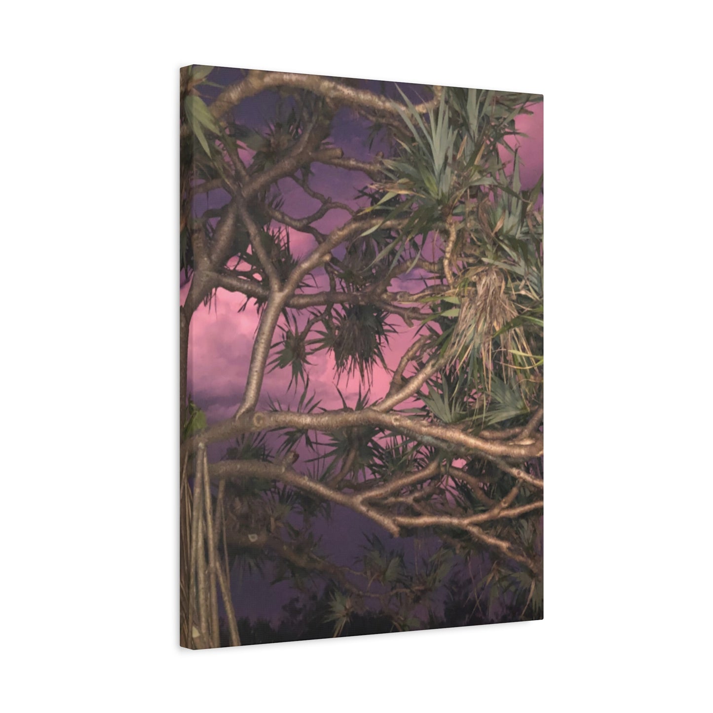 Nature Photography Canvas - Pandanas Tree