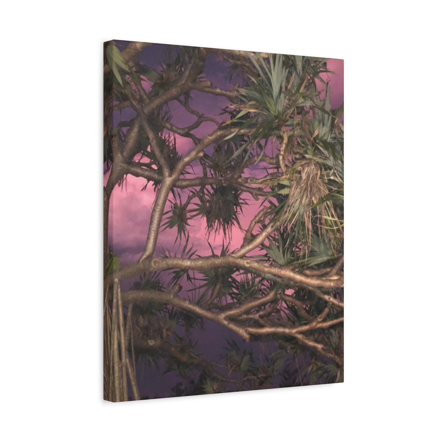 Nature Photography Canvas - Pandanas Tree