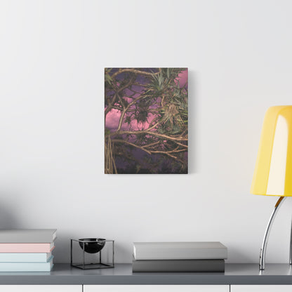 Nature Photography Canvas - Pandanas Tree