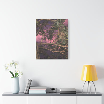 Nature Photography Canvas - Pandanas Tree