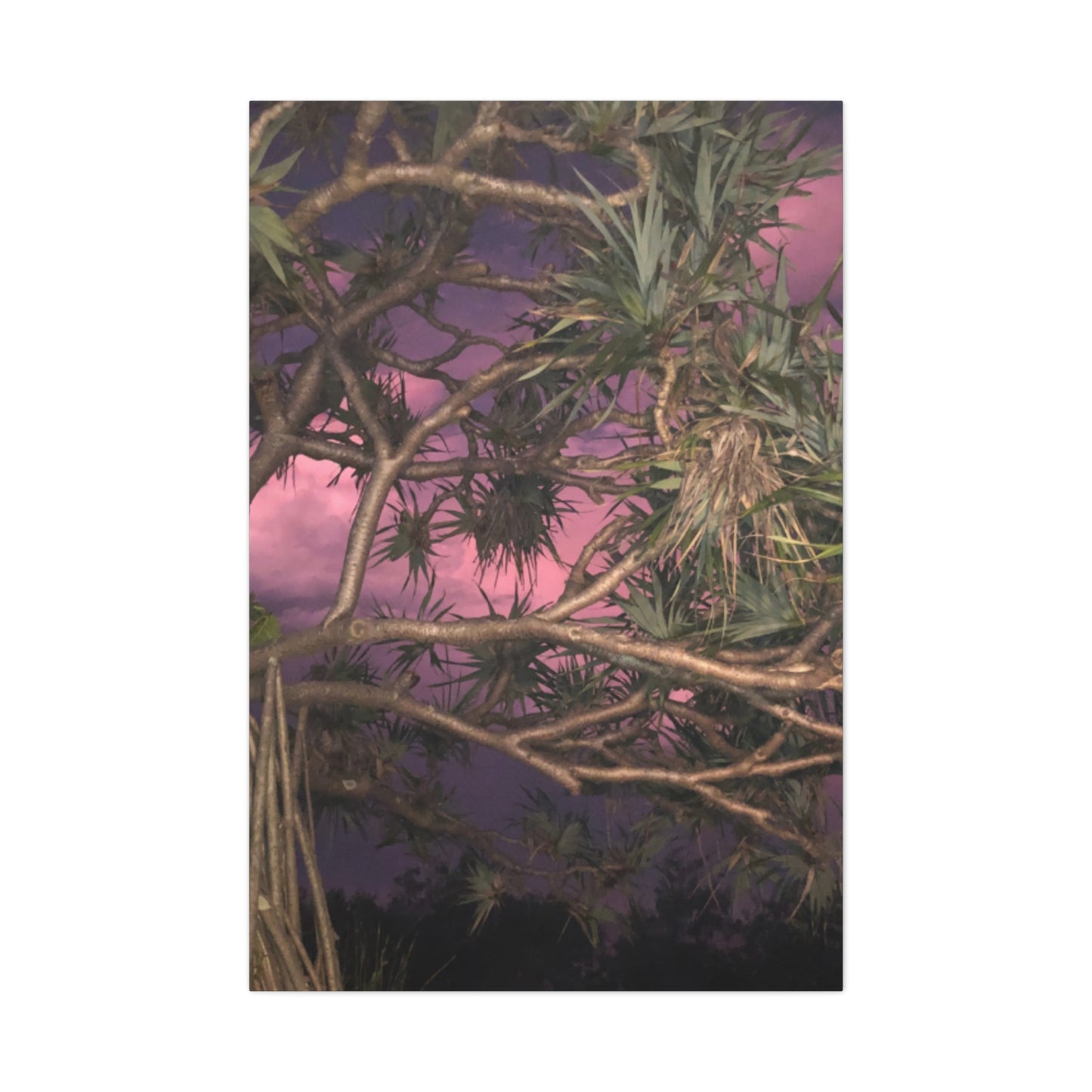 Nature Photography Canvas - Pandanas Tree