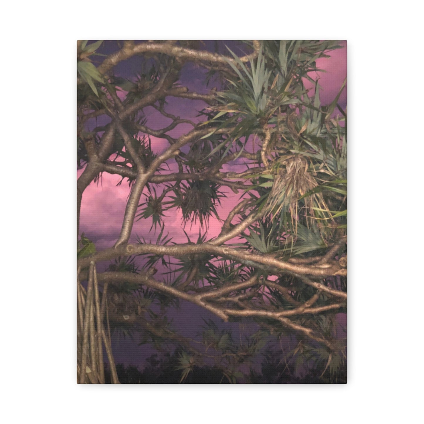 Nature Photography Canvas - Pandanas Tree