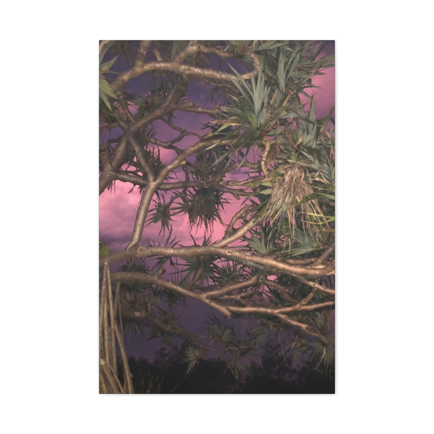 Nature Photography Canvas - Pandanas Tree