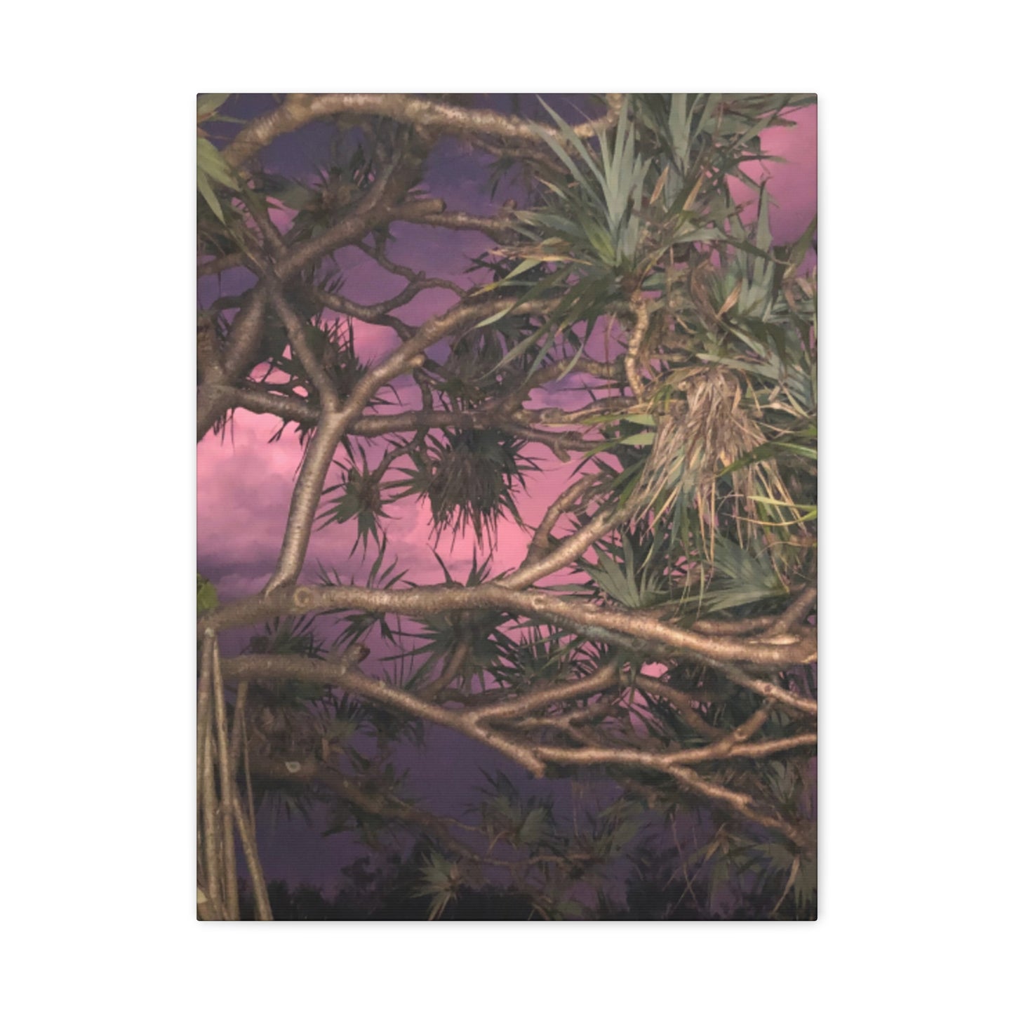 Nature Photography Canvas - Pandanas Tree