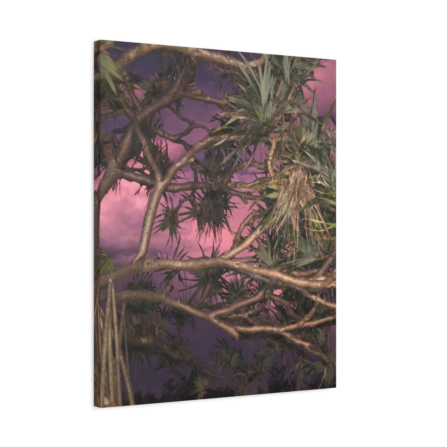 Nature Photography Canvas - Pandanas Tree