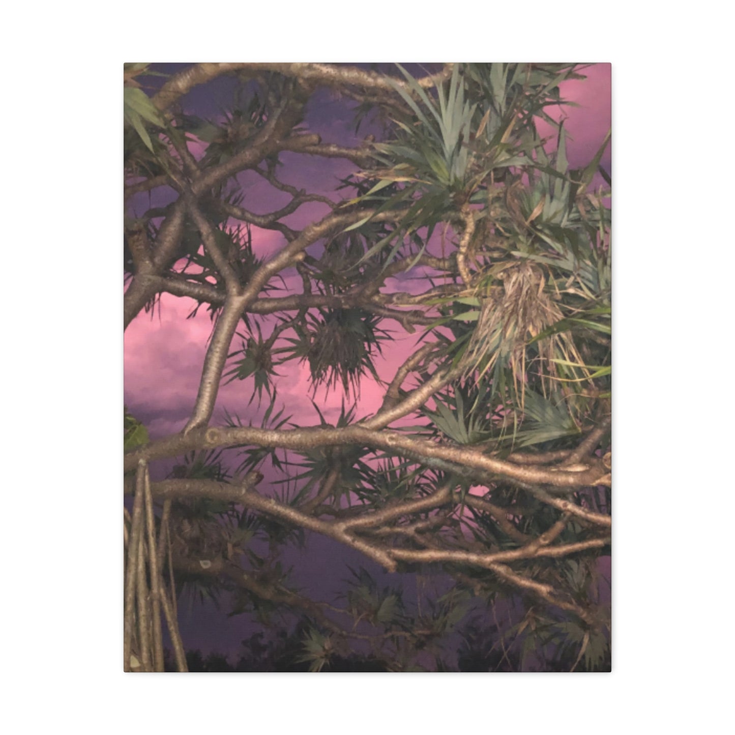 Nature Photography Canvas - Pandanas Tree
