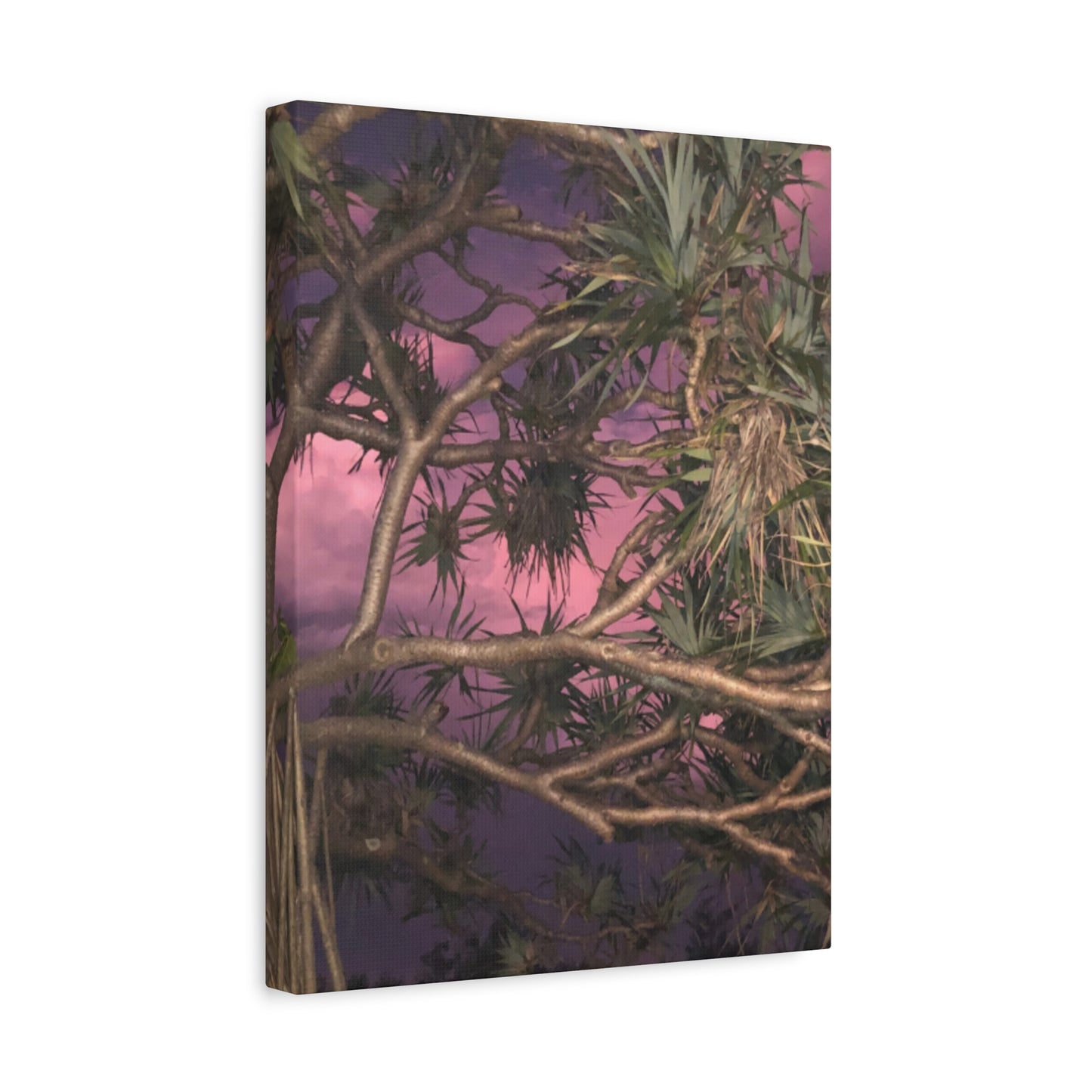 Nature Photography Canvas - Pandanas Tree