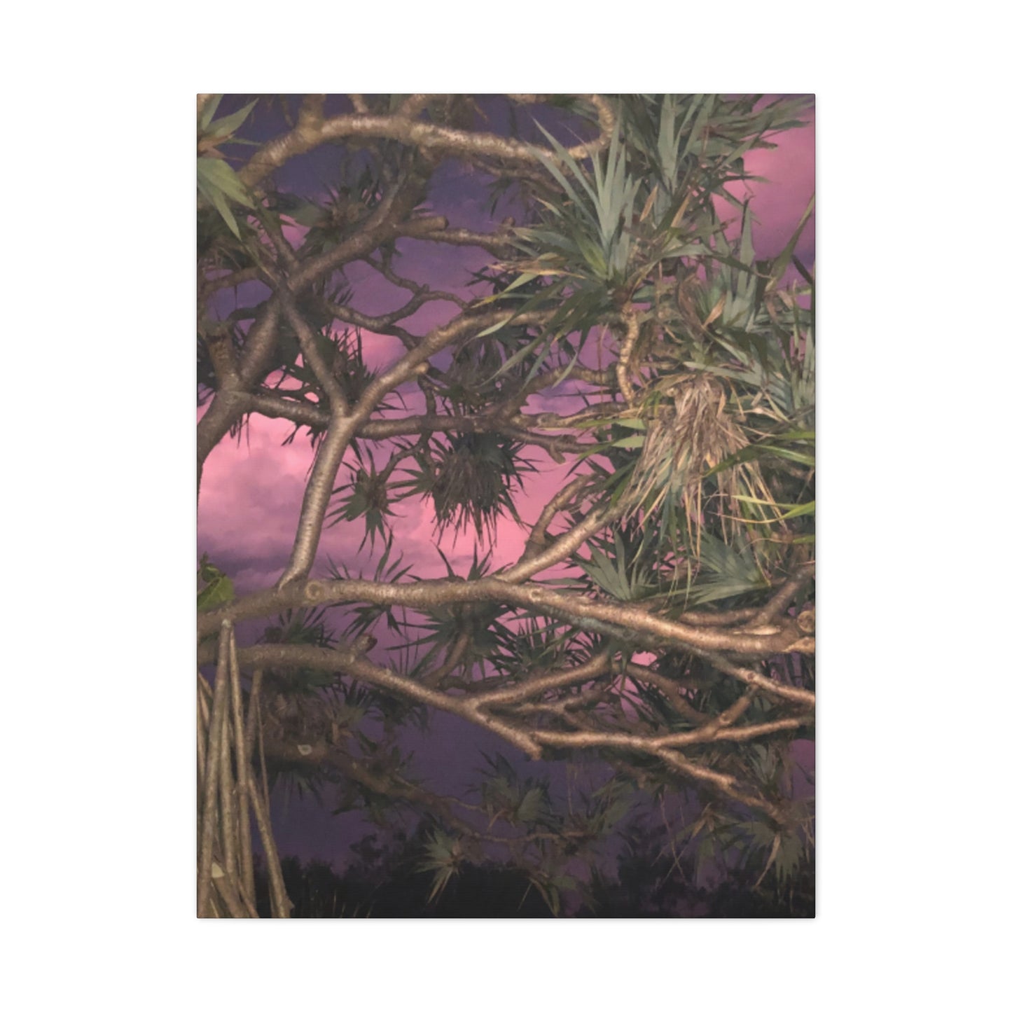 Nature Photography Canvas - Pandanas Tree