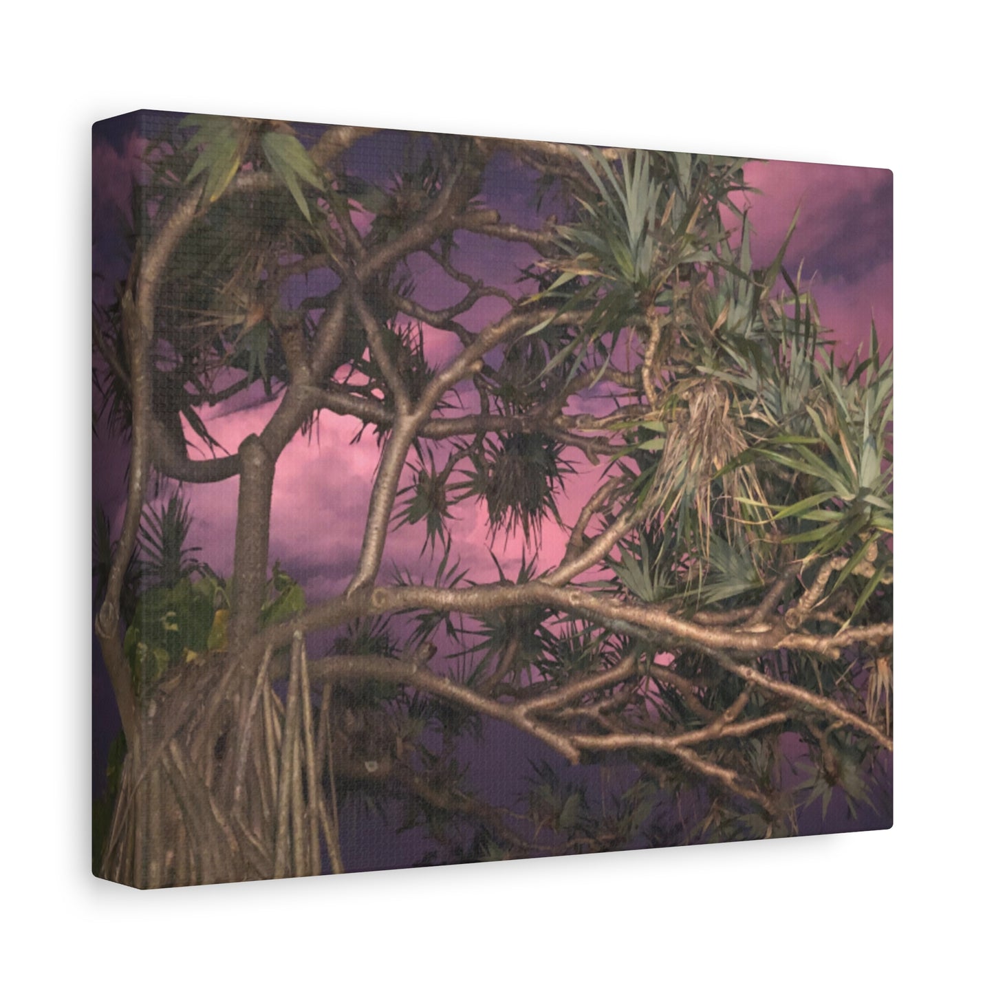 Nature Photography Canvas - Pandanas Tree