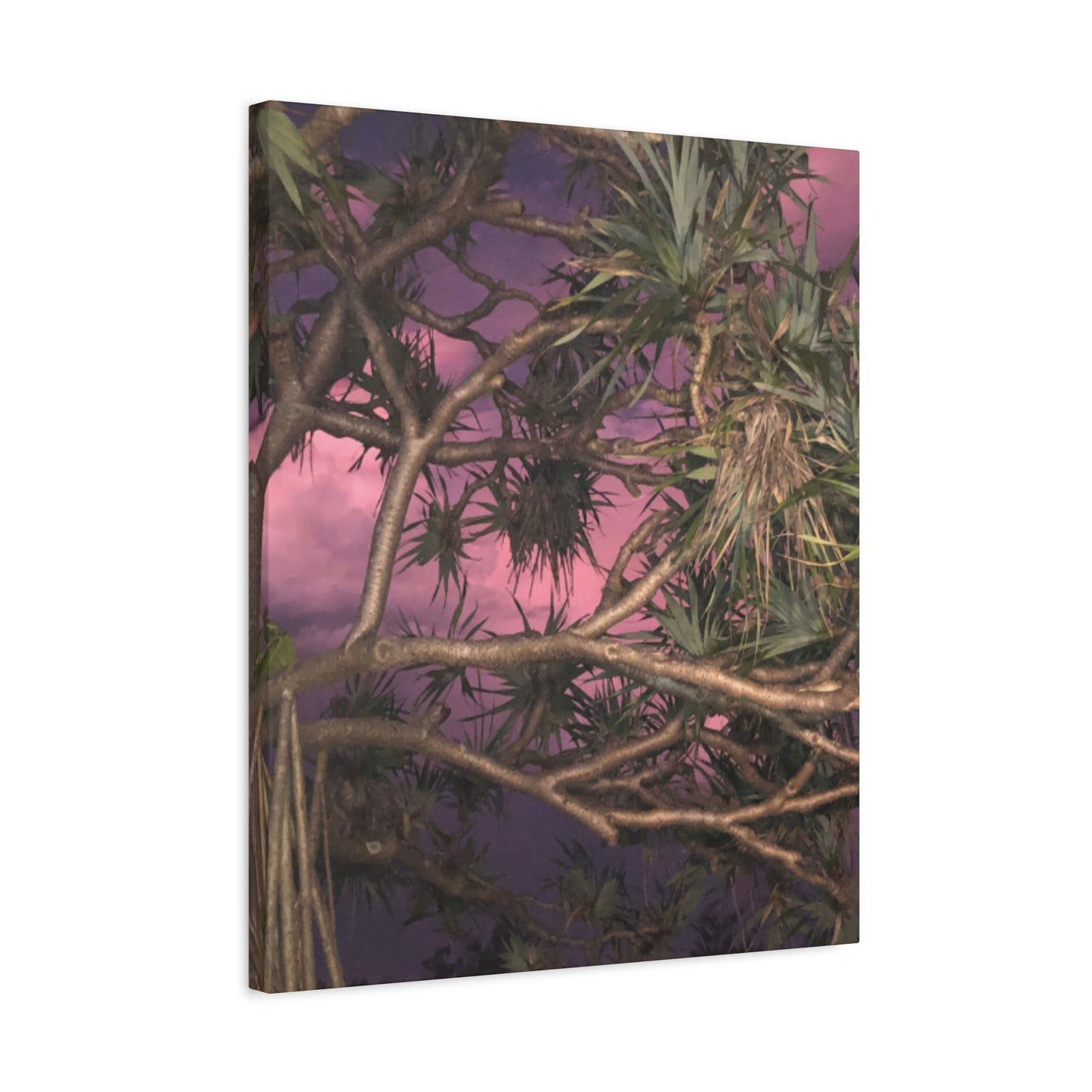 Nature Photography Canvas - Pandanas Tree