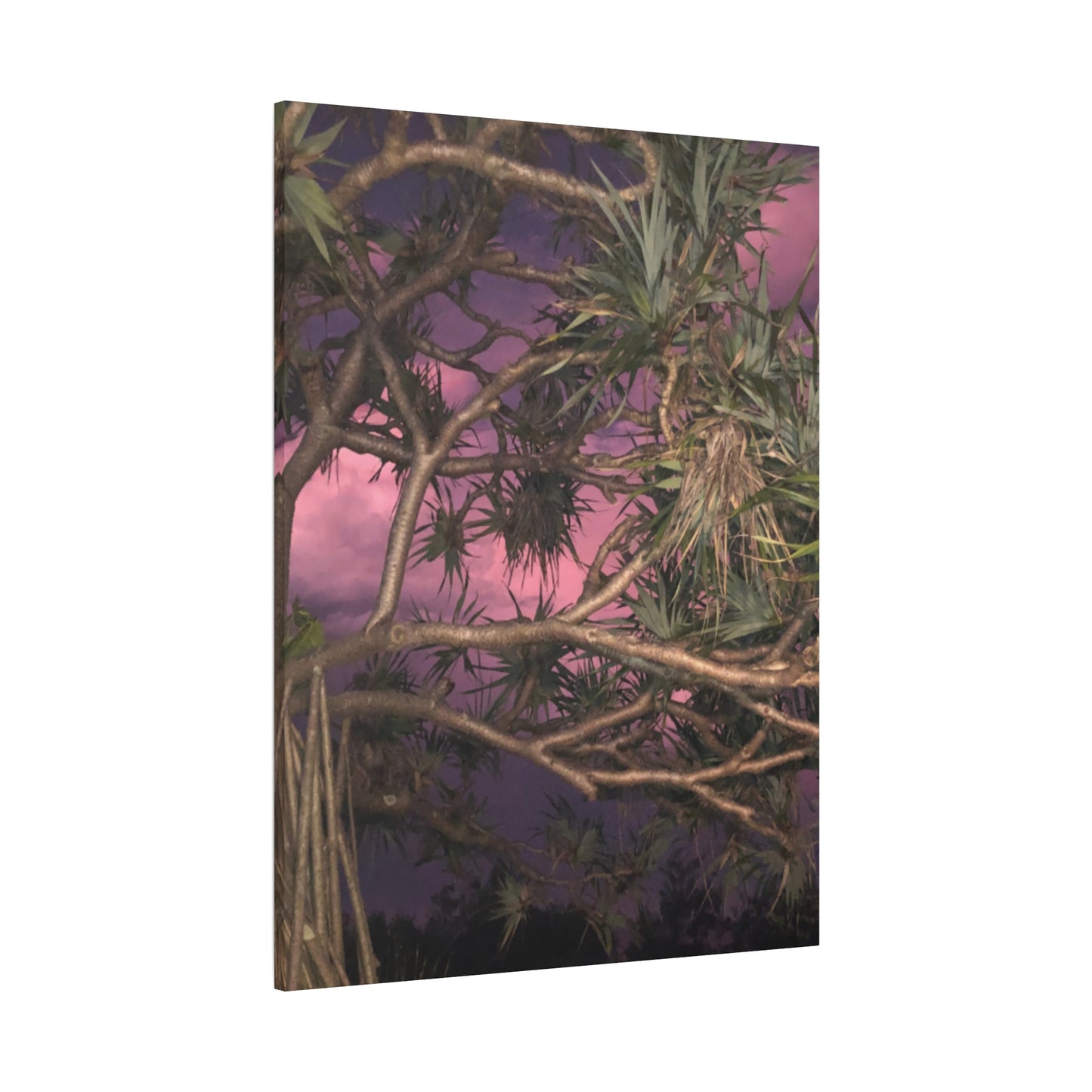 Nature Photography Canvas - Pandanas Tree