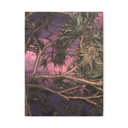 Nature Photography Canvas - Pandanas Tree