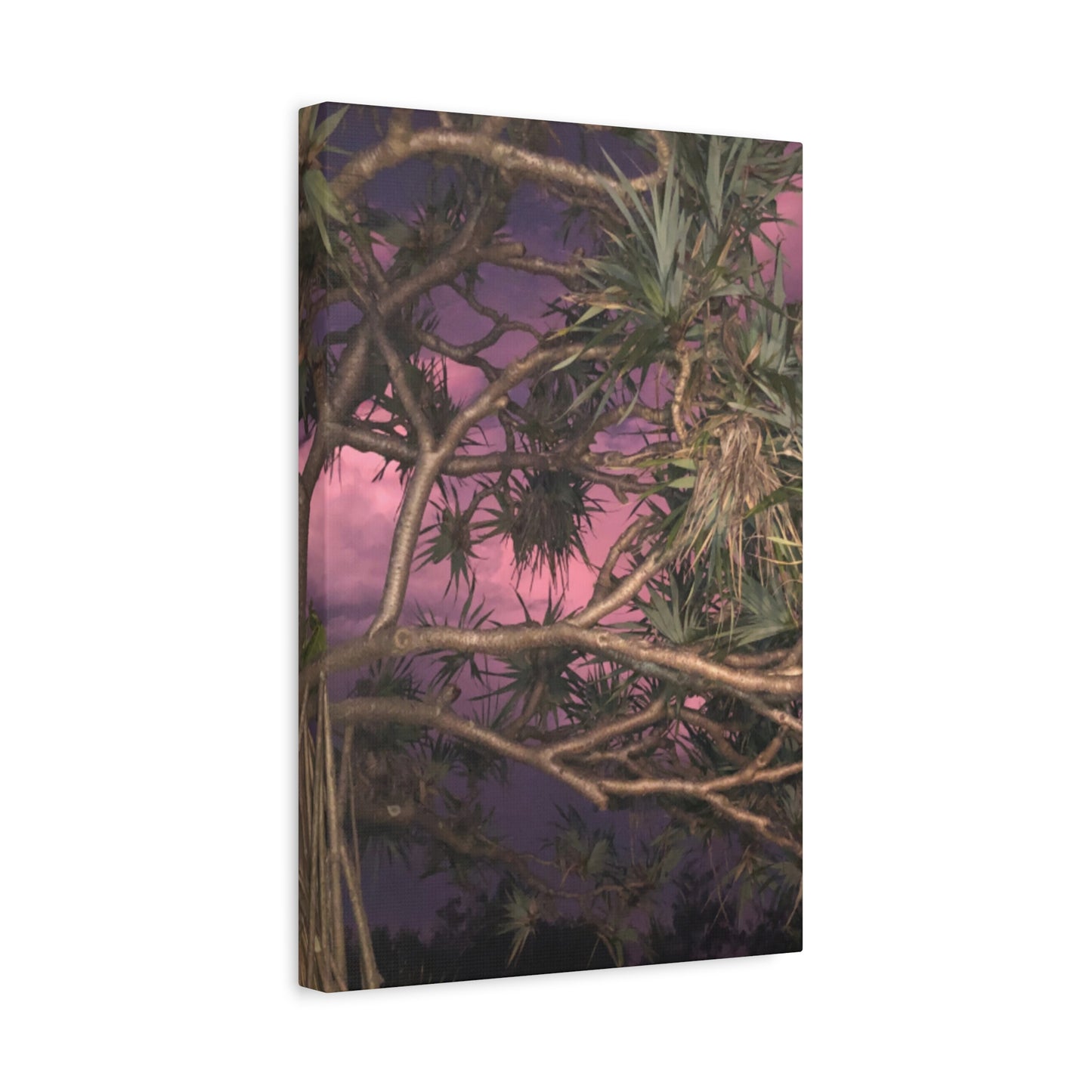 Nature Photography Canvas - Pandanas Tree