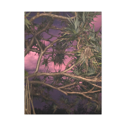 Nature Photography Canvas - Pandanas Tree